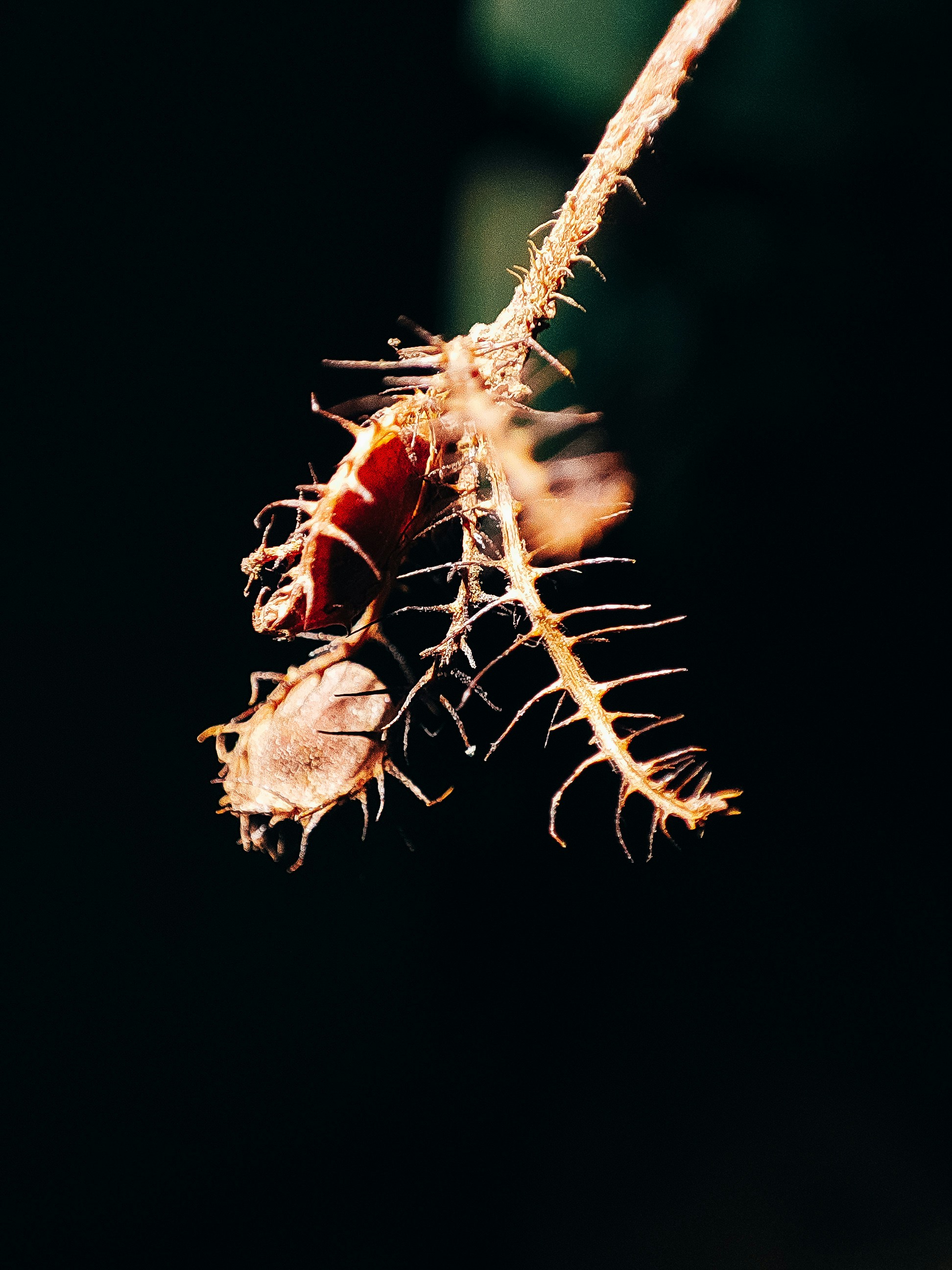 a close up of a plant with a bug on it