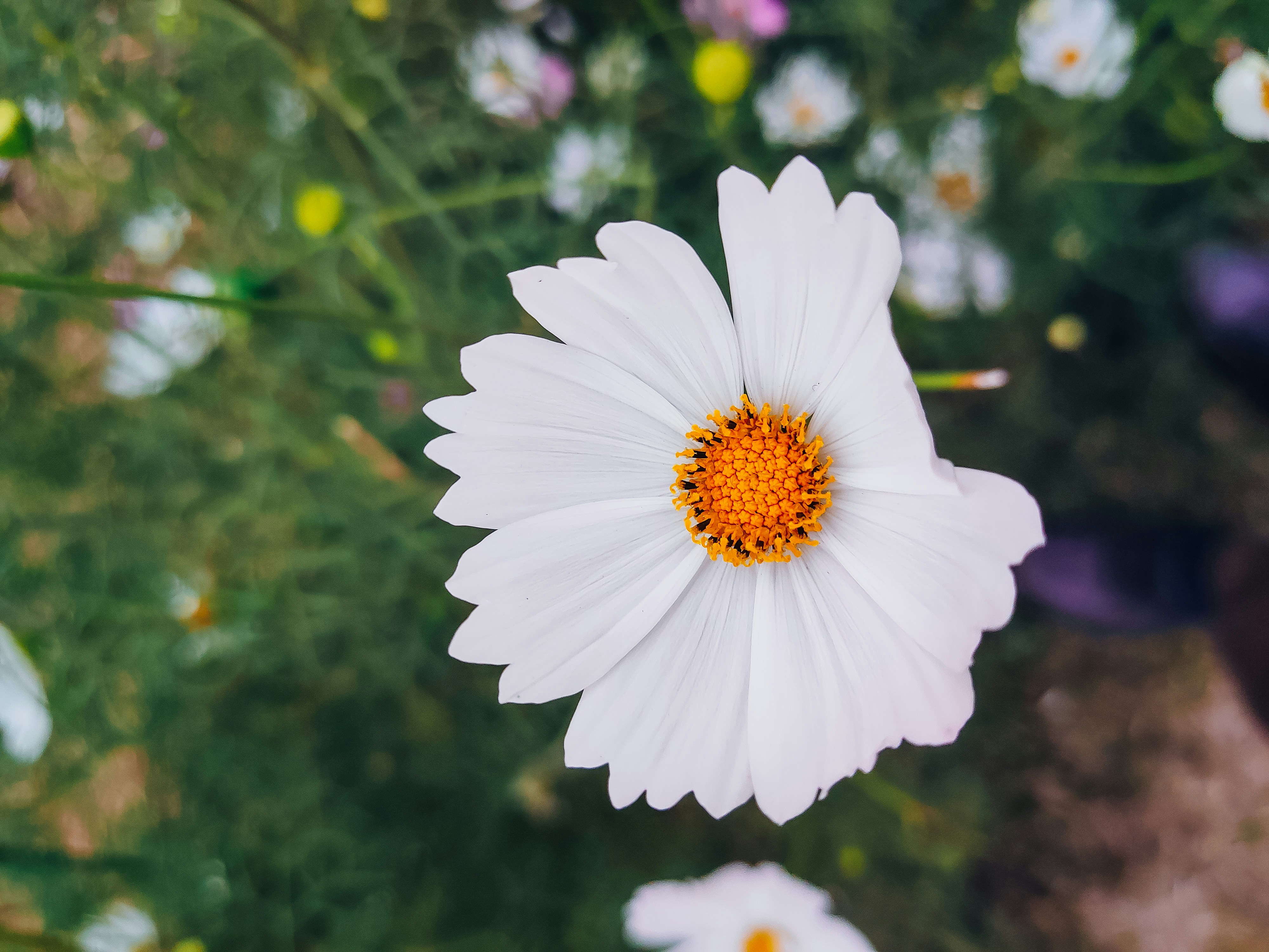 a white flower with a yellow center surrounded by other flowers