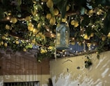 A canopy of lush green leaves and numerous yellow lemons hanging from wooden beams is adorned with twinkling string lights. A decorative lantern hangs in the center, casting a warm glow over the scene.