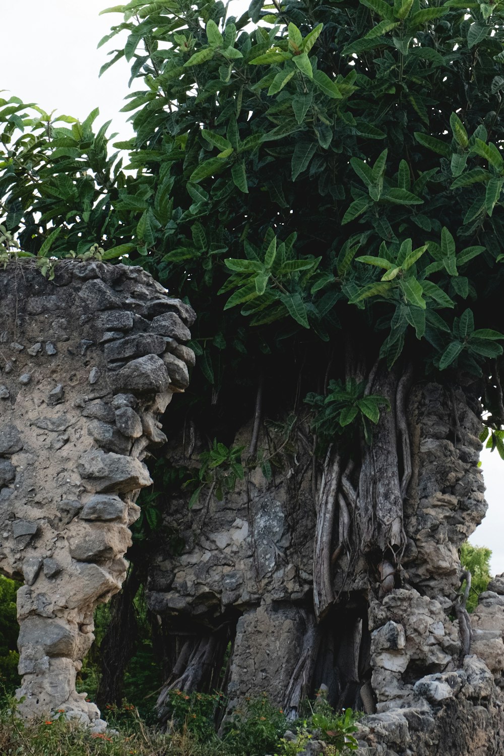 a tree growing out of the side of a rock wall