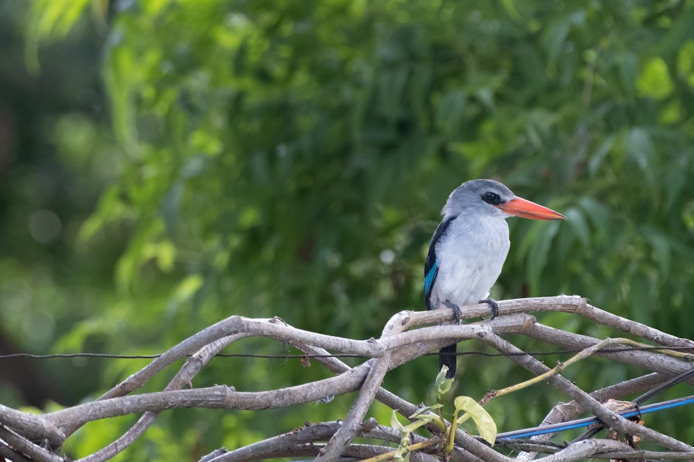 a bird sitting on top of a tree branch