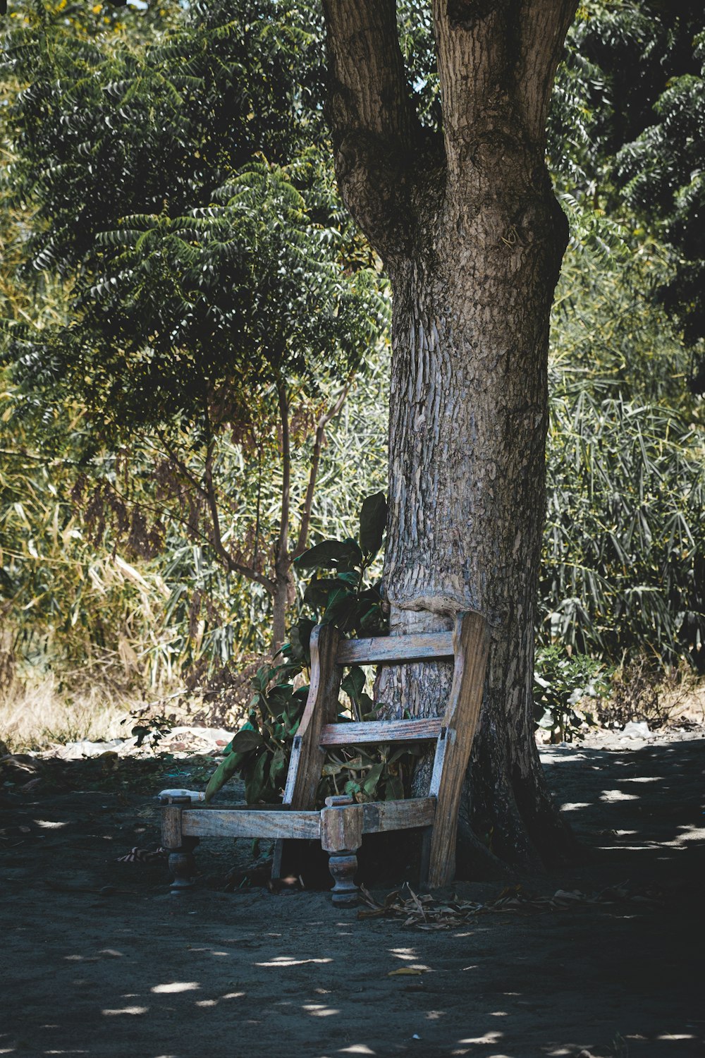 a wooden bench sitting under a tree in the shade