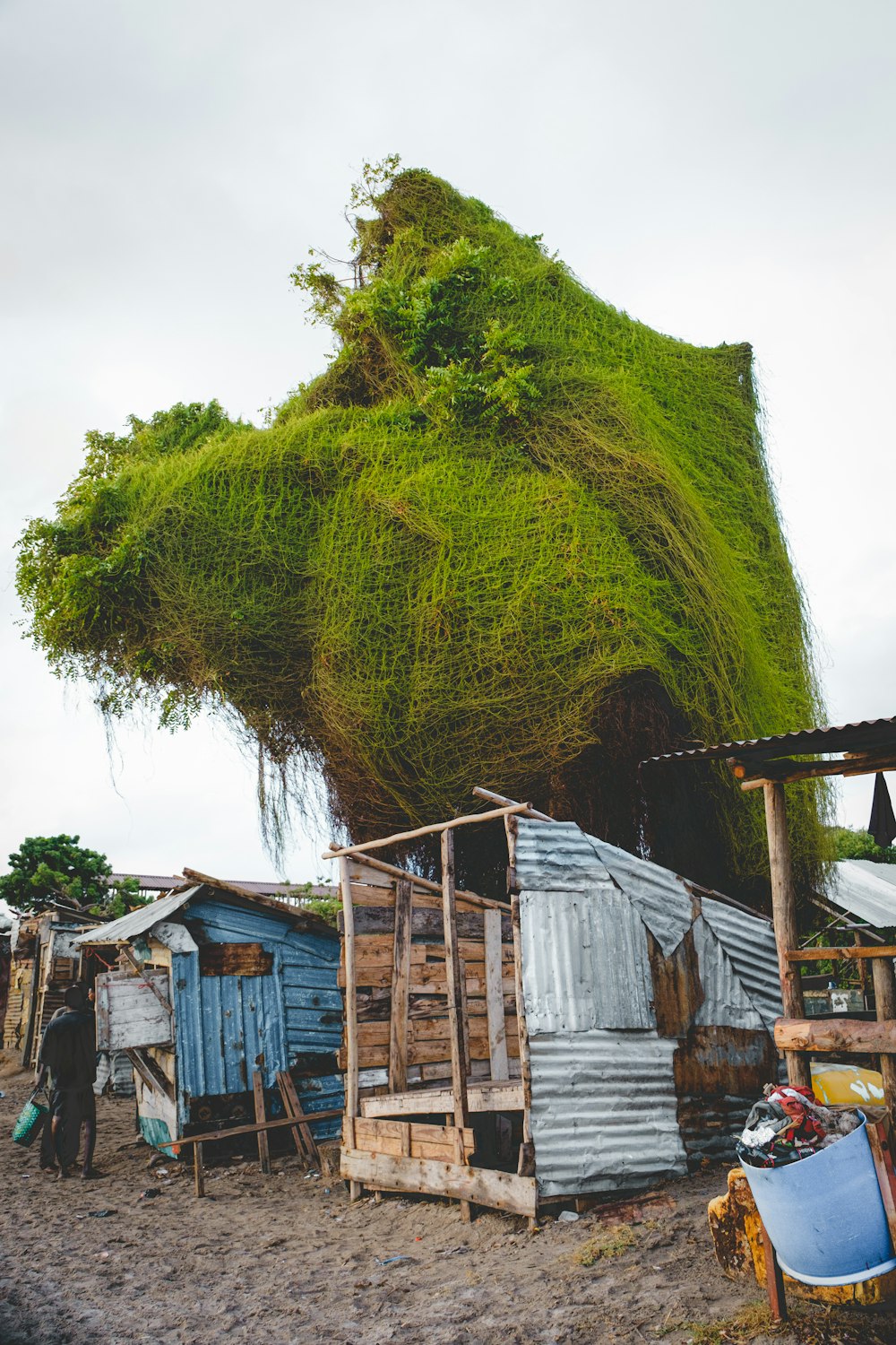 a group of shacks covered in green moss