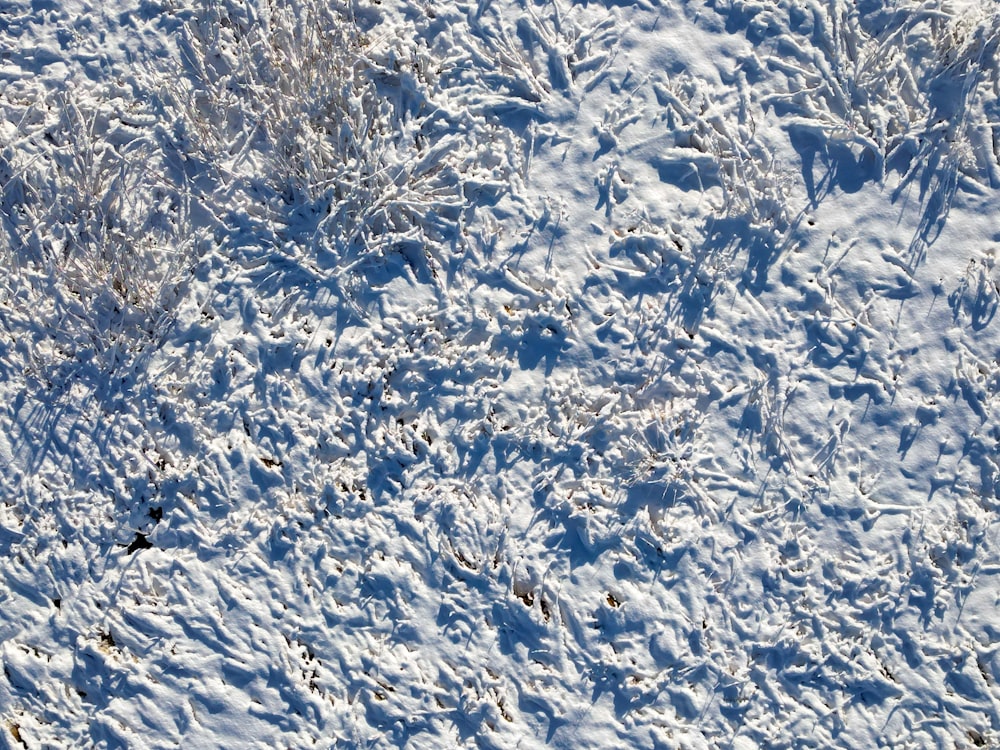 a snow covered field with grass and bushes