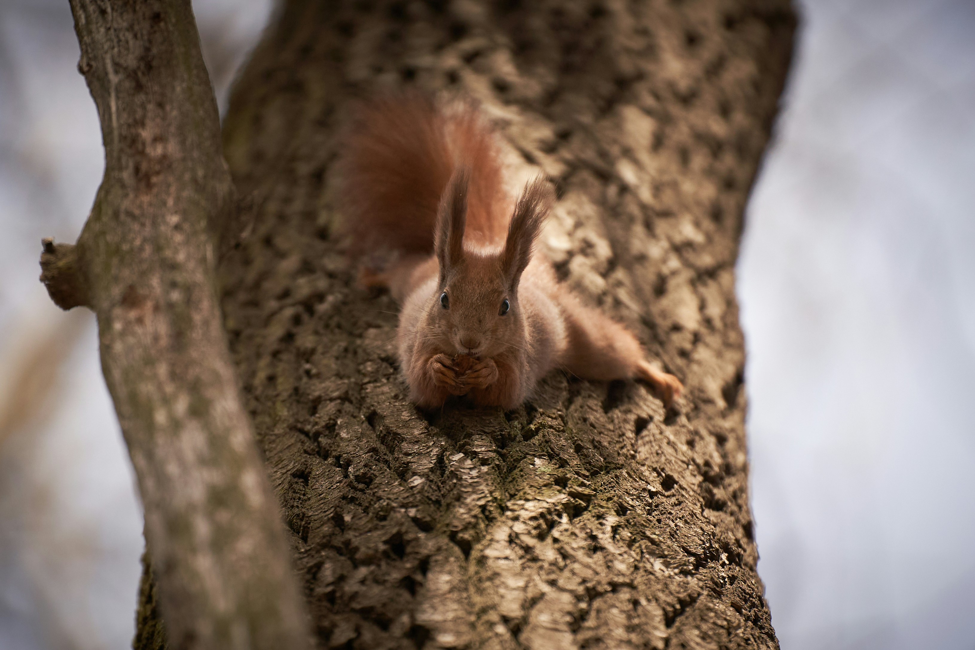 A funny squirrel is looking at me upside down while eating walnut