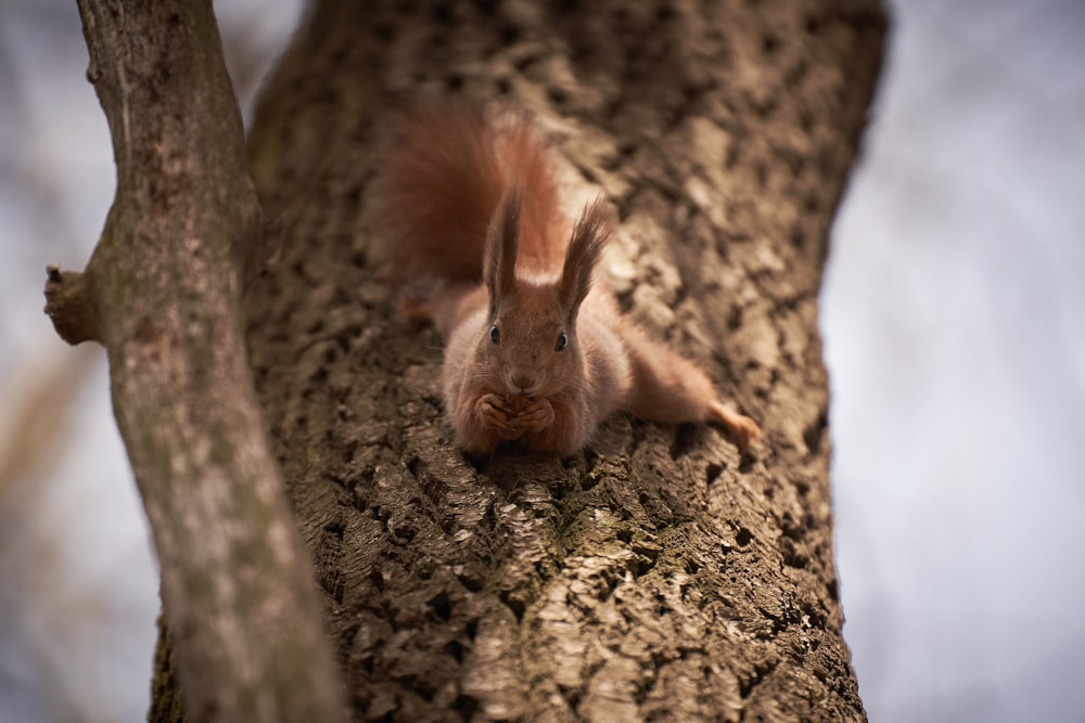 a squirrel that is laying down on a tree