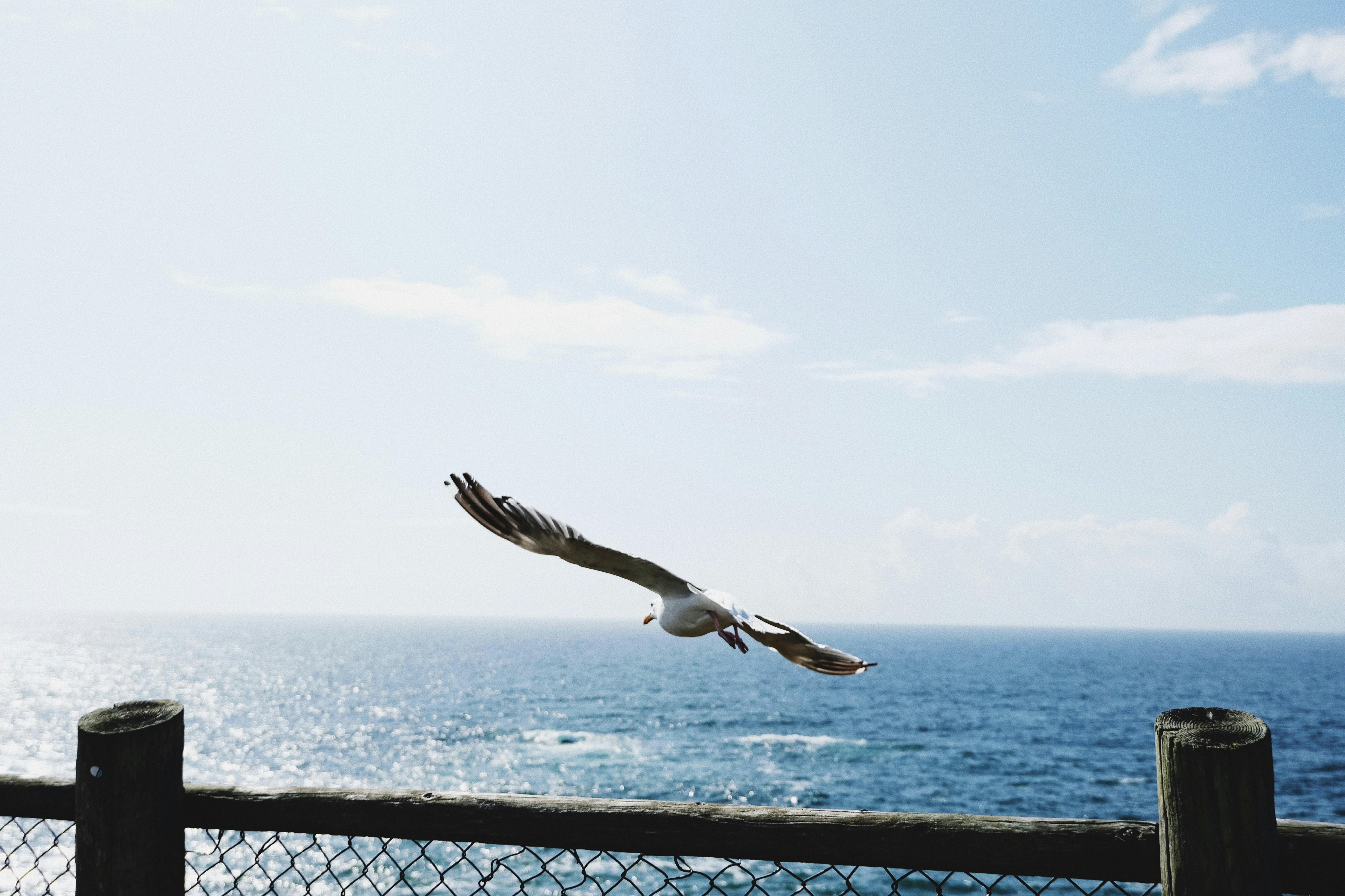 a seagull flying over the ocean on a sunny day