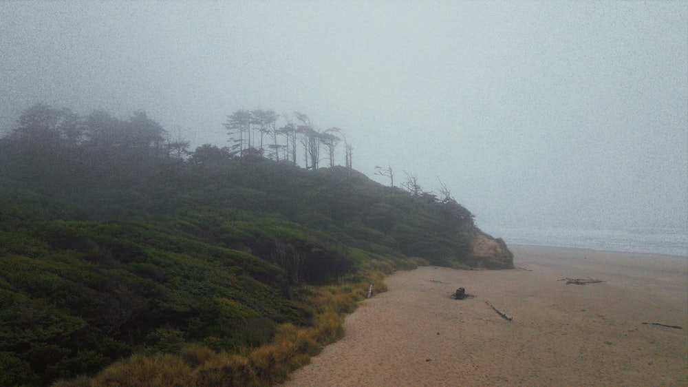 a foggy beach with trees on a hill