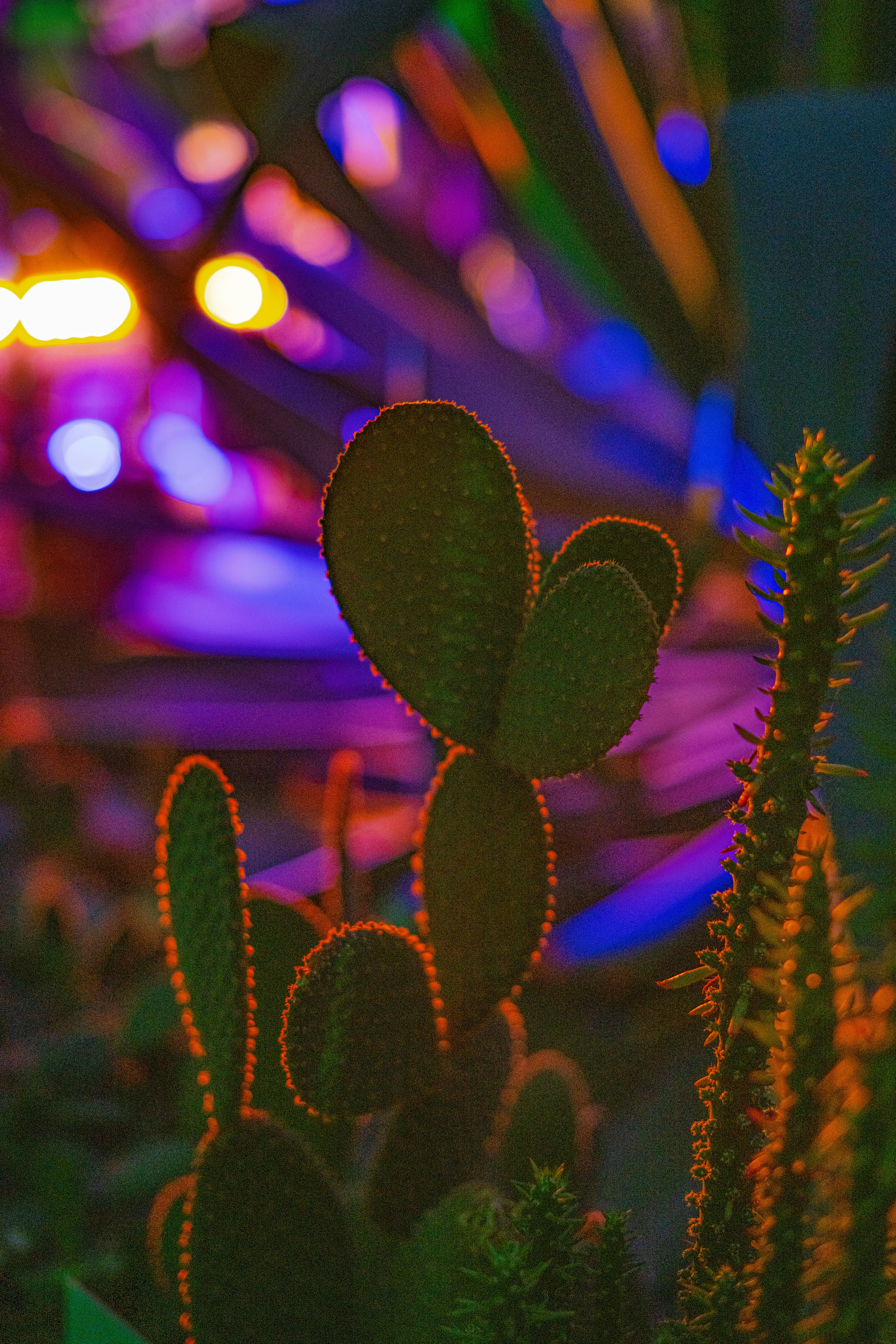Cute tiny cactus - Vibrant red moon cactus