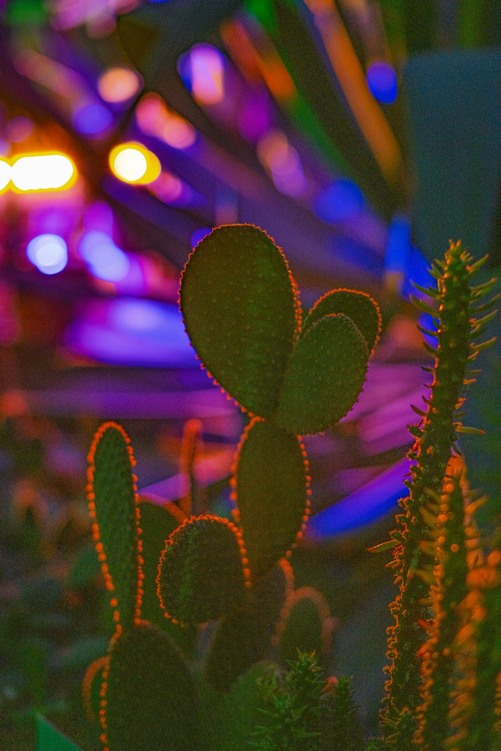 a close up of a cactus in a pot