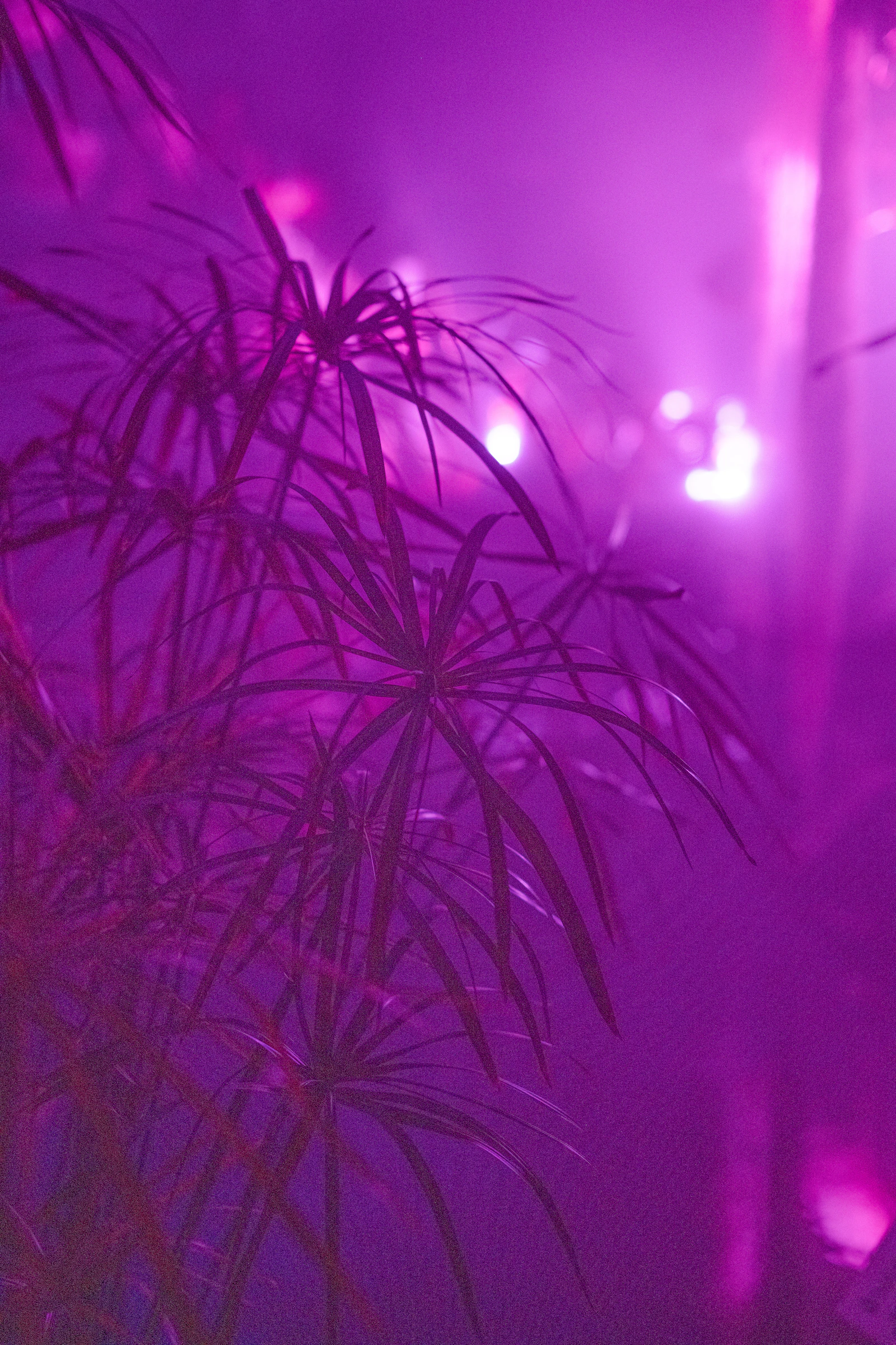 Indoor plant lit by a purple-pink LED grow light against a dim winter-apartment backdrop