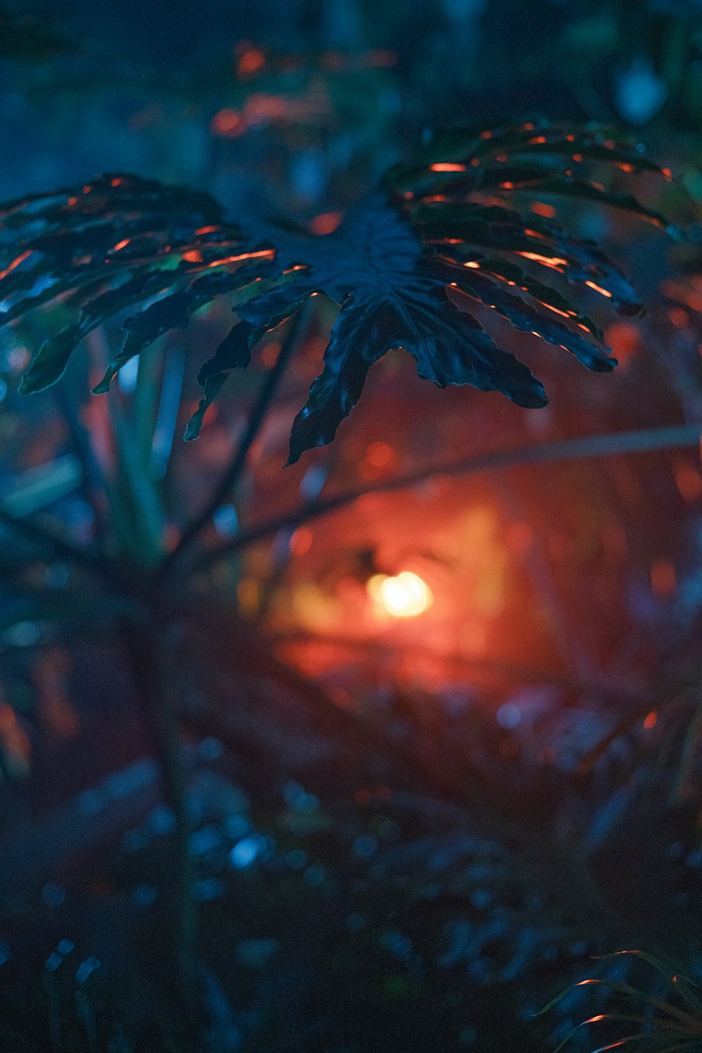 a close up of a pine tree with a candle in the background