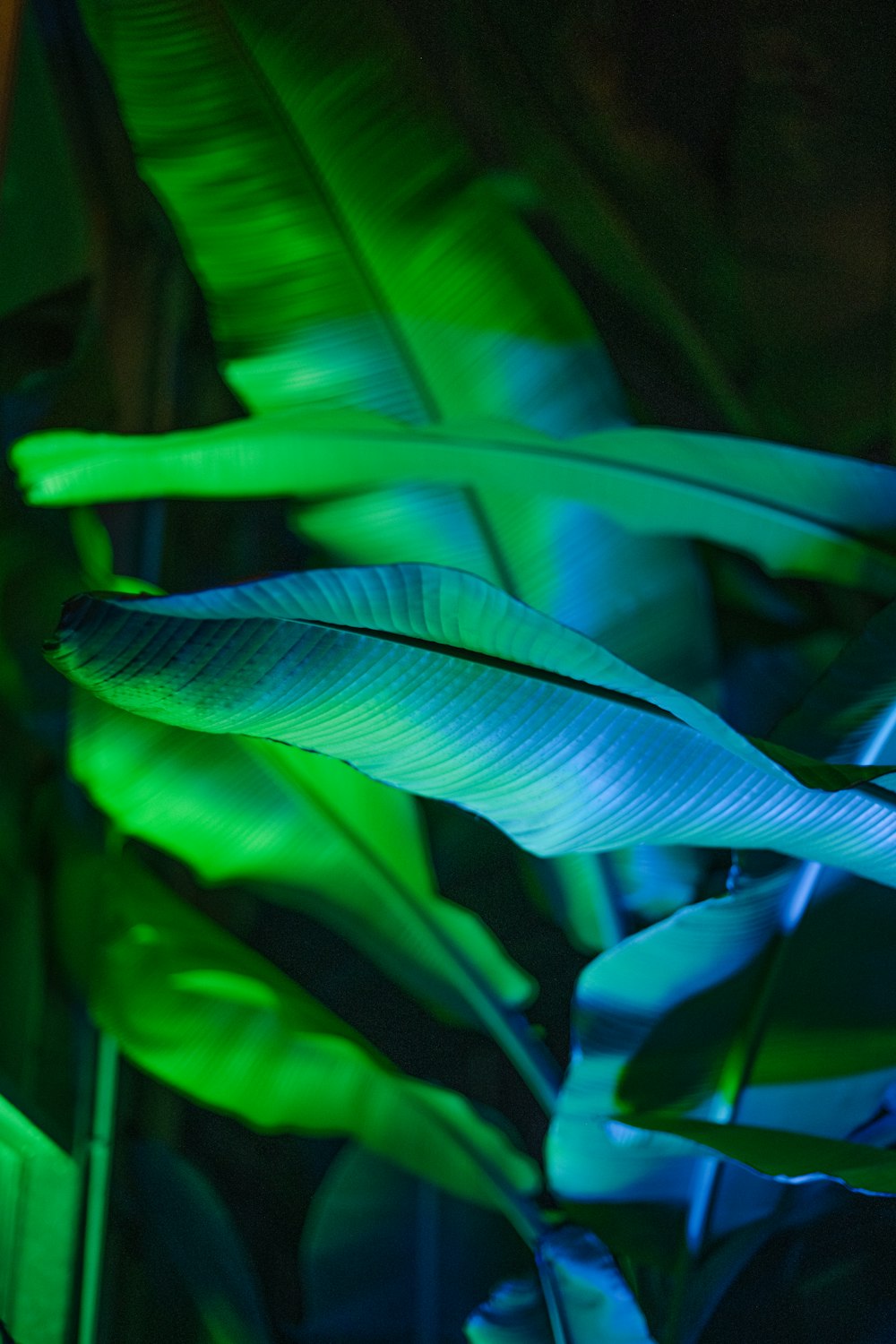 a close up of a plant with green leaves