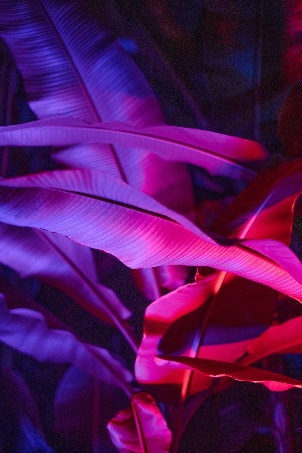 a close up of a plant with purple and red lights