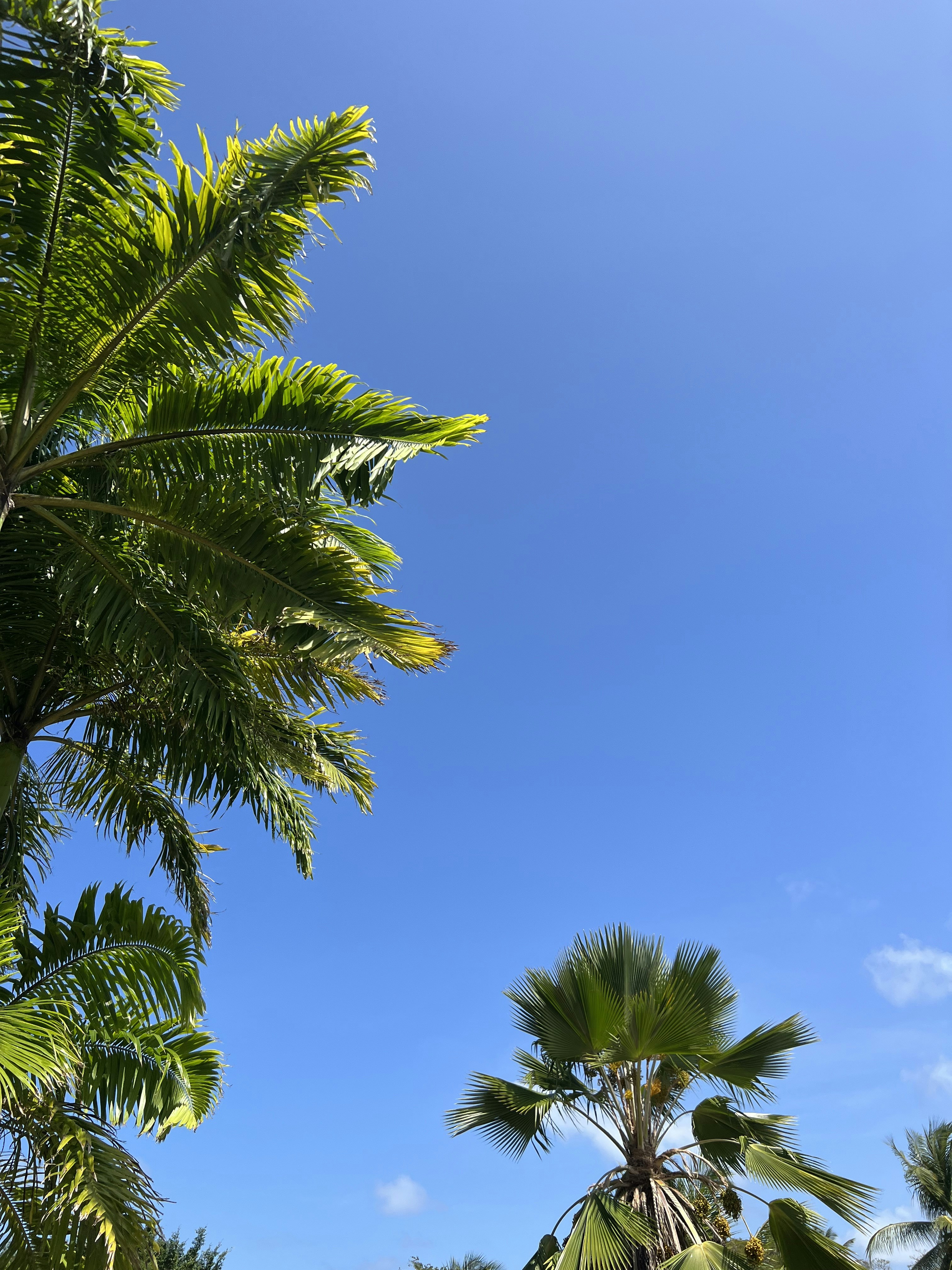 Sunny beach in Maui with clear skies