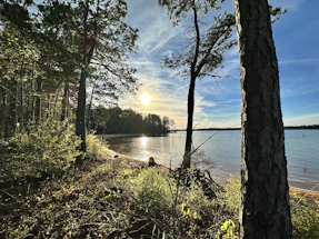 A serene lakeside at sunset, framed by tall pine trees reflecting in the water.