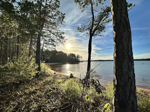 A serene lakeside at sunset, framed by tall pine trees reflecting in the water.
