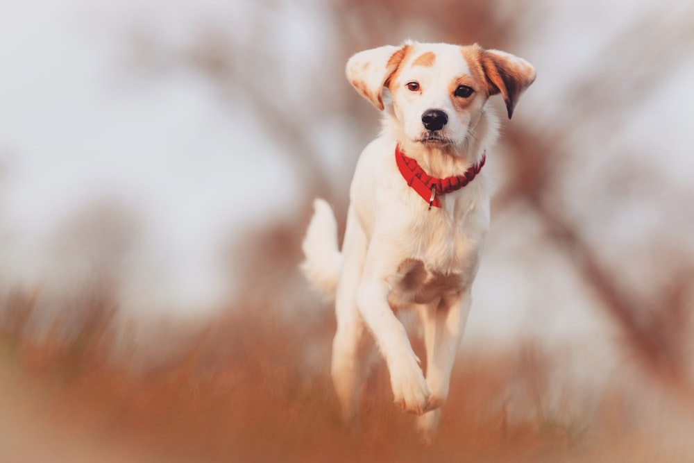 a white and brown dog running through a field