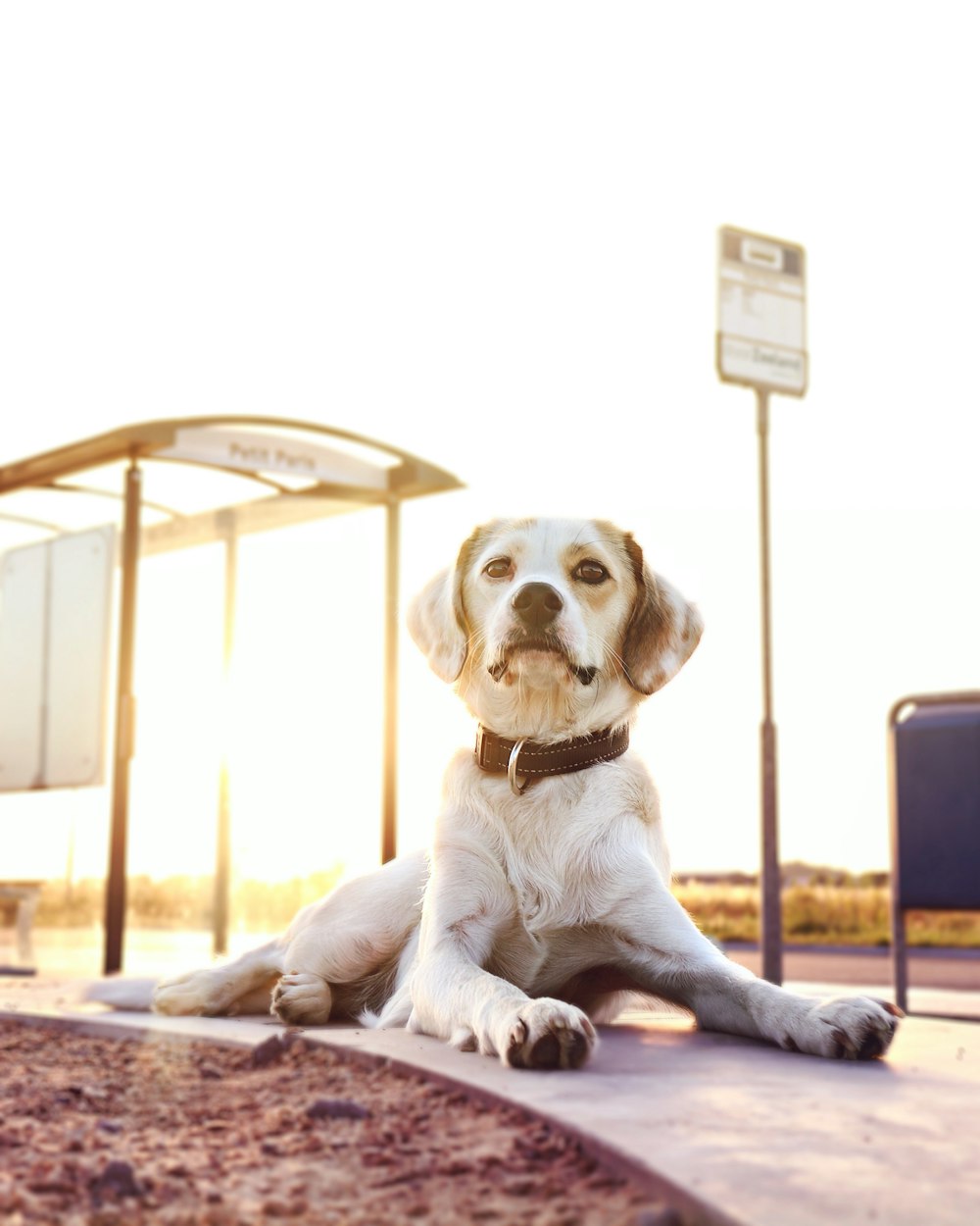 a dog sitting on the ground in front of a bus stop