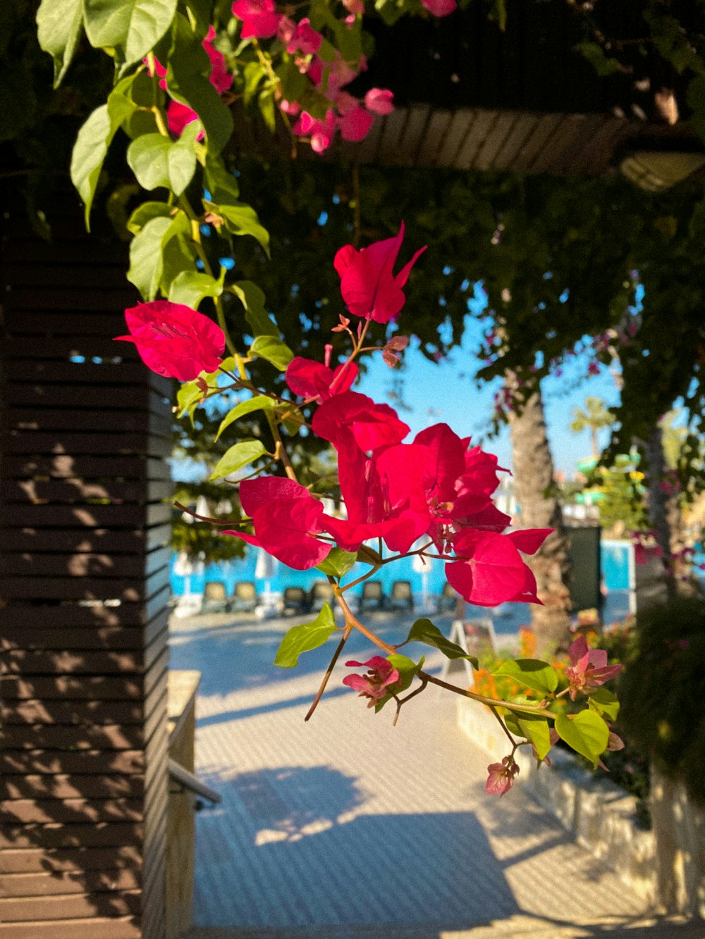 a bunch of red flowers hanging from a tree