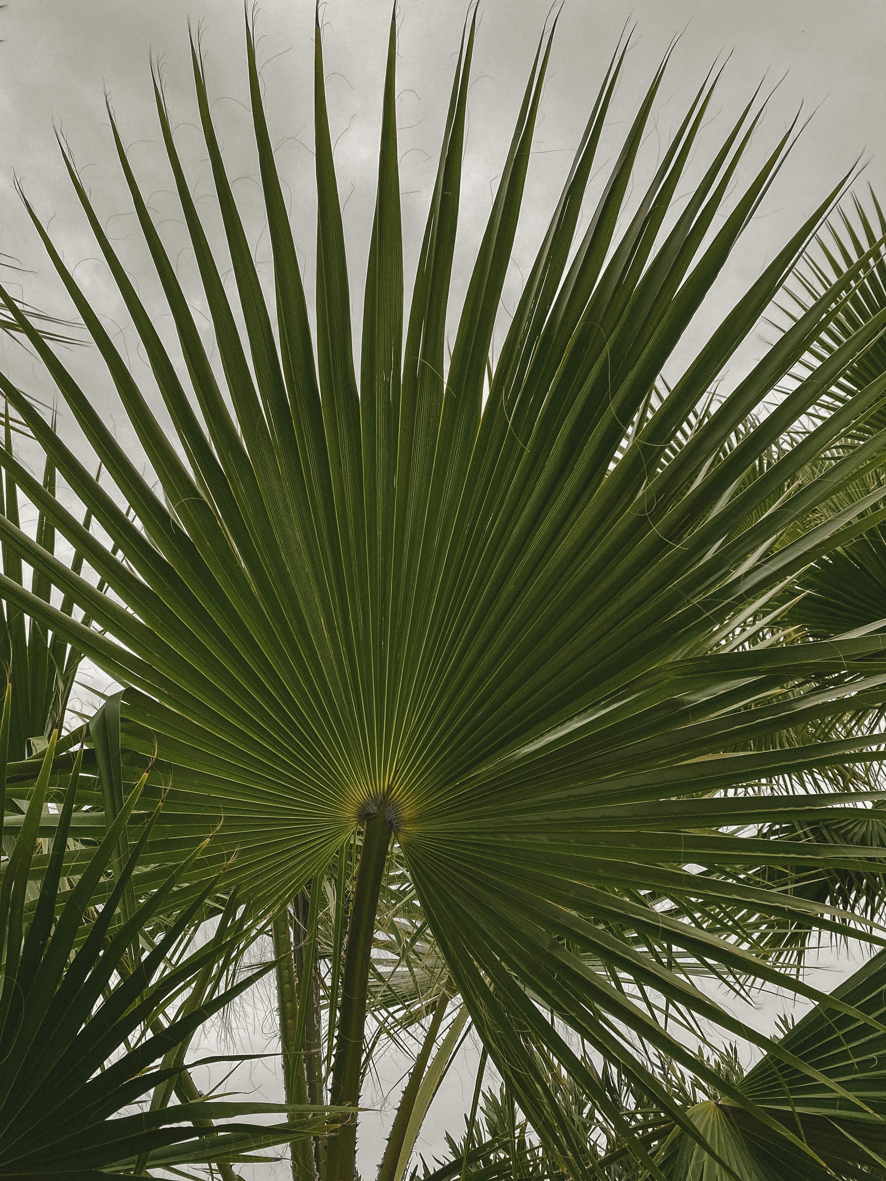 a palm tree with a cloudy sky in the background