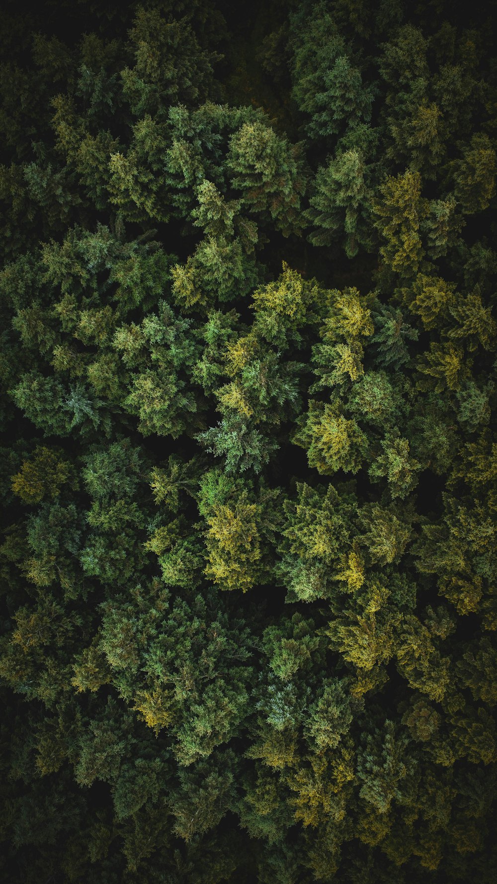 a group of trees in the middle of a forest