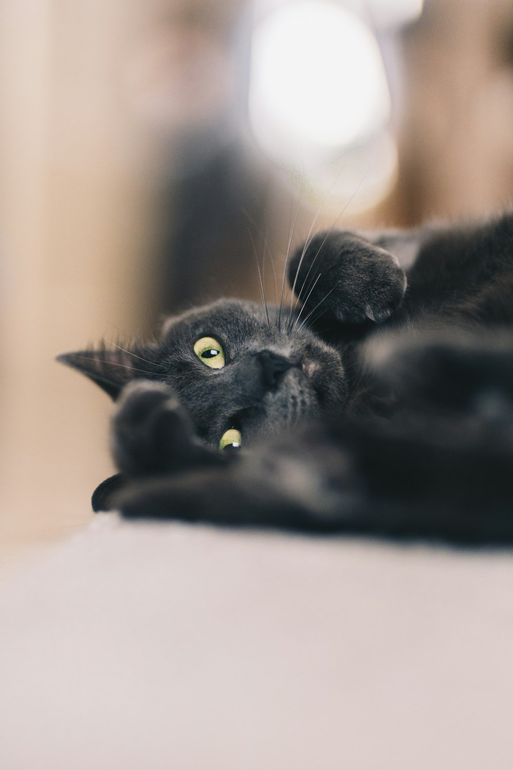 a black cat laying on its back on the floor