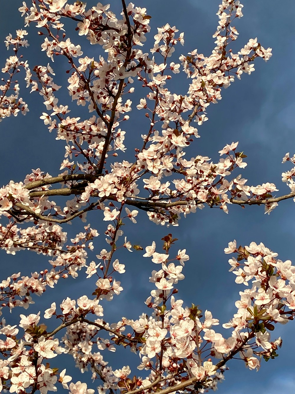 a tree with white flowers and a blue sky in the background