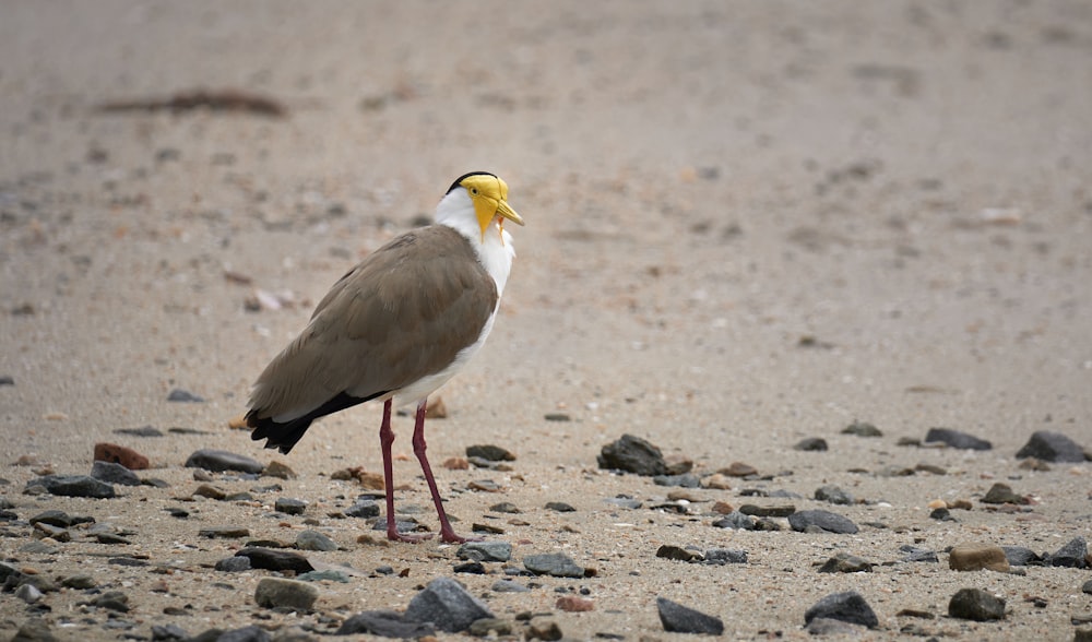 a bird with a yellow head standing on a beach