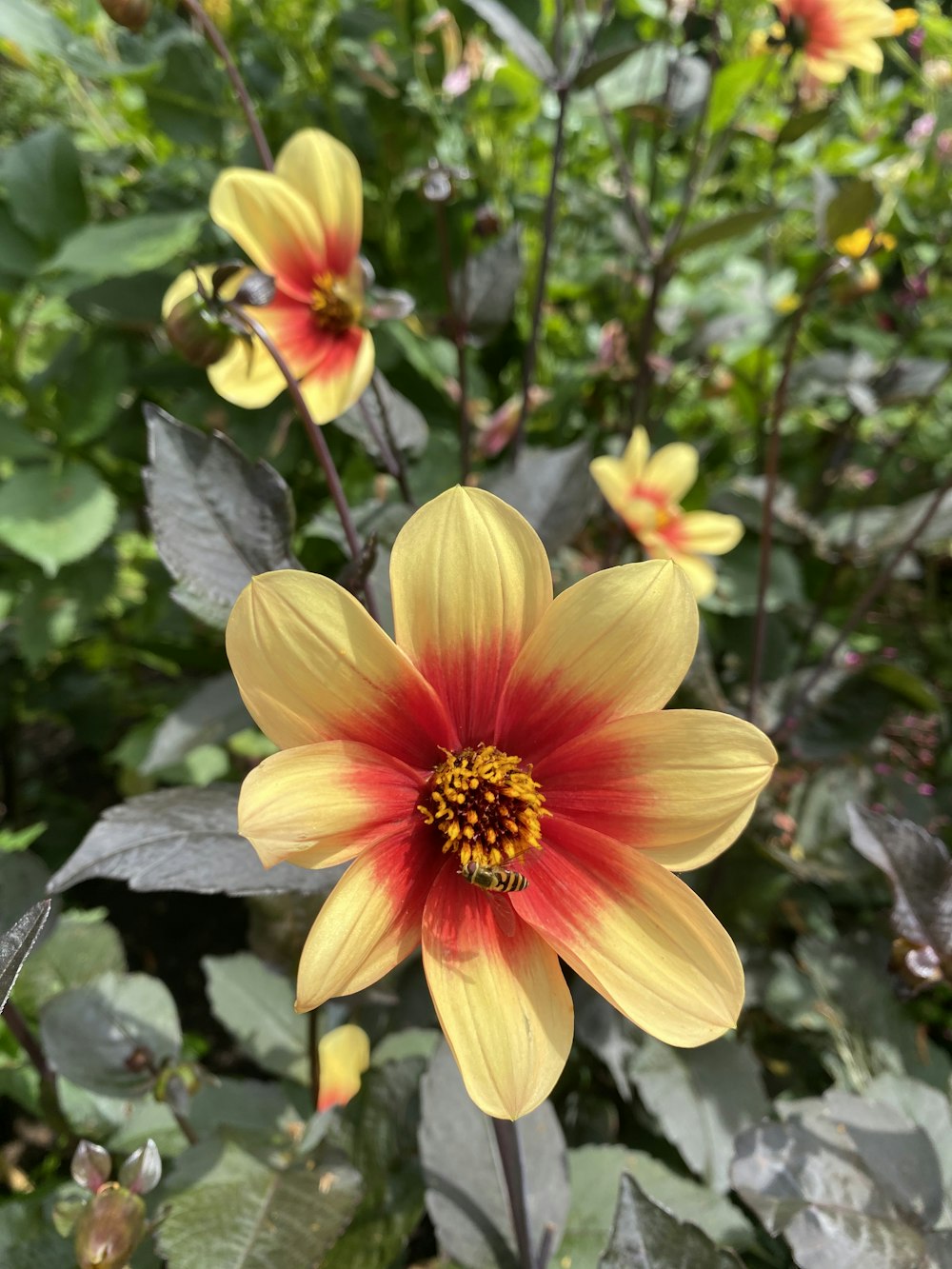 a yellow and red flower in a garden