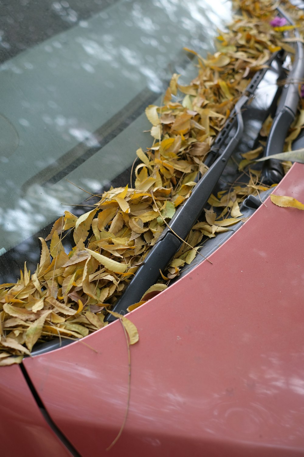 a red car with a bunch of leaves on the hood