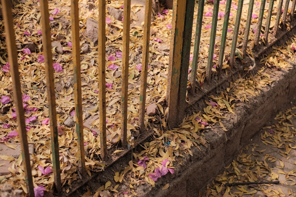 a cat sitting on the ground next to a fence