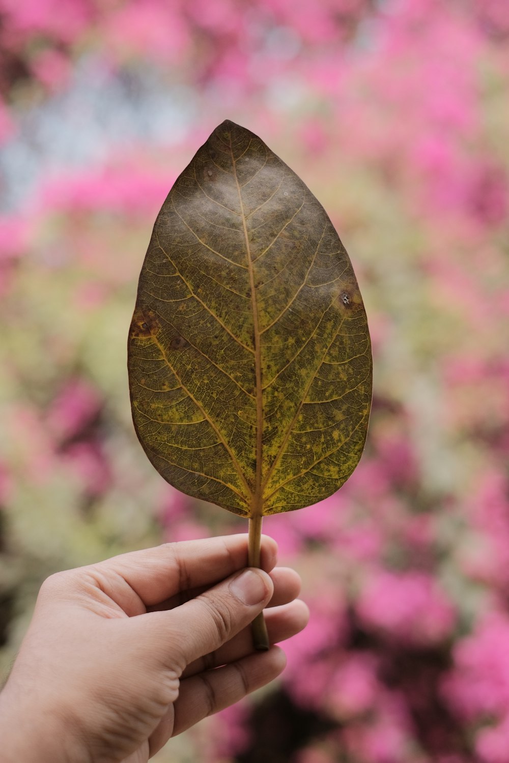 a person holding a leaf in their hand