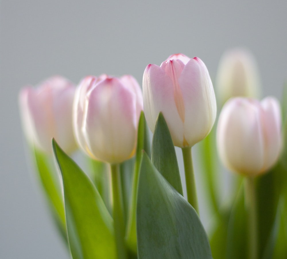 a close up of a bunch of pink tulips