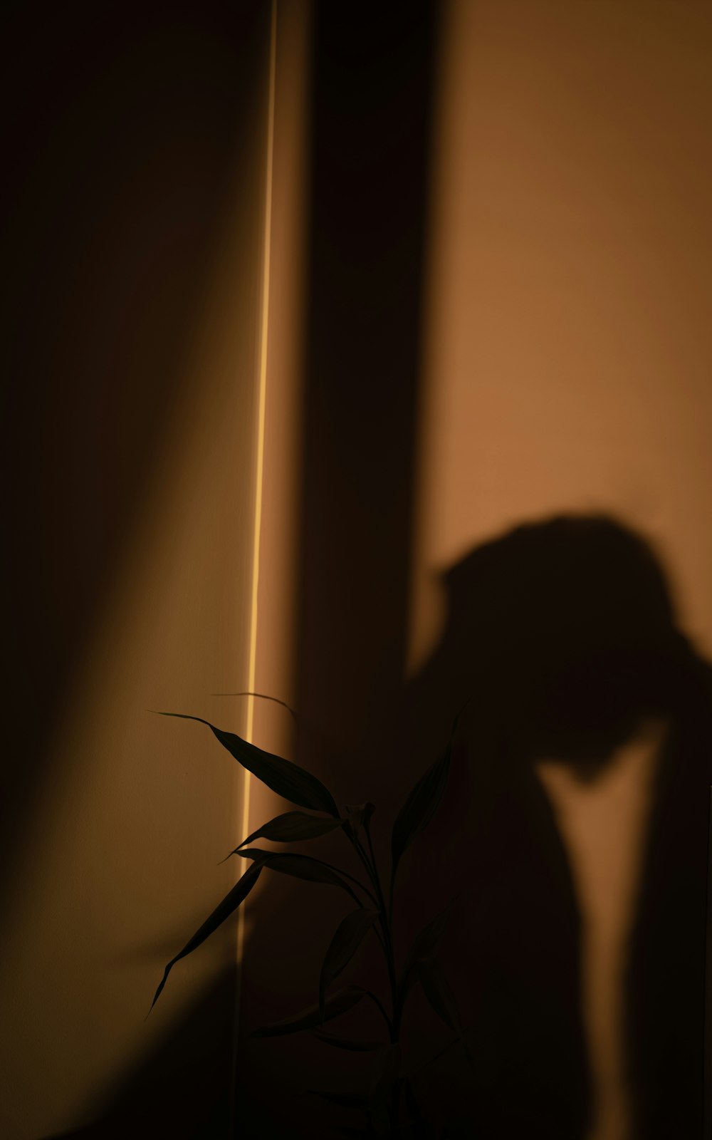 a shadow of a person holding a plant