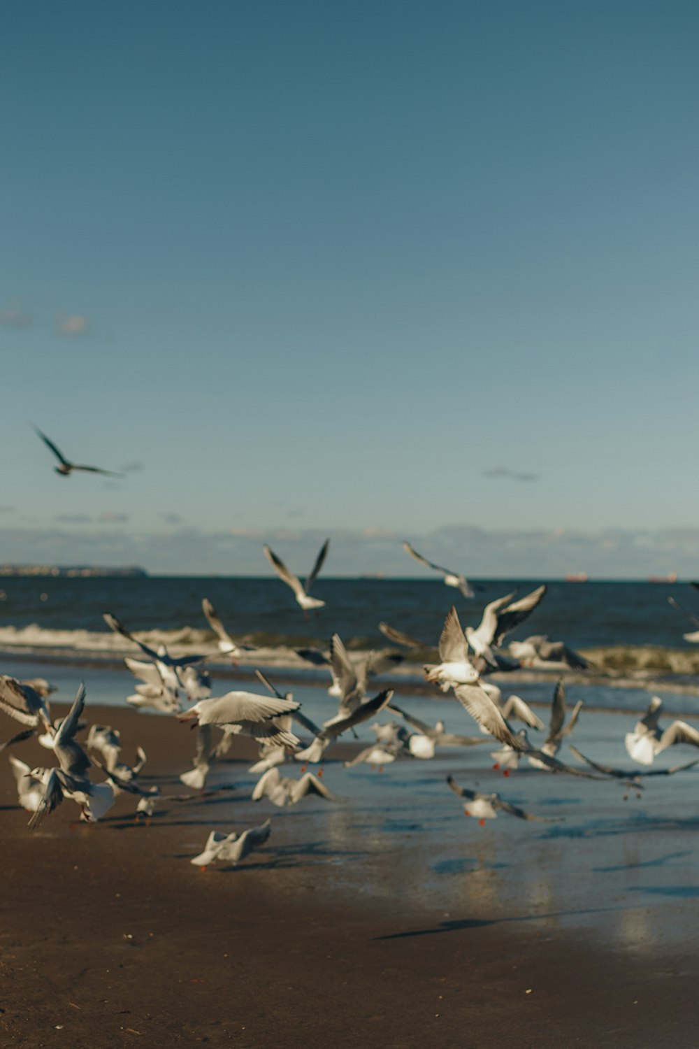 a flock of seagulls flying over a beach