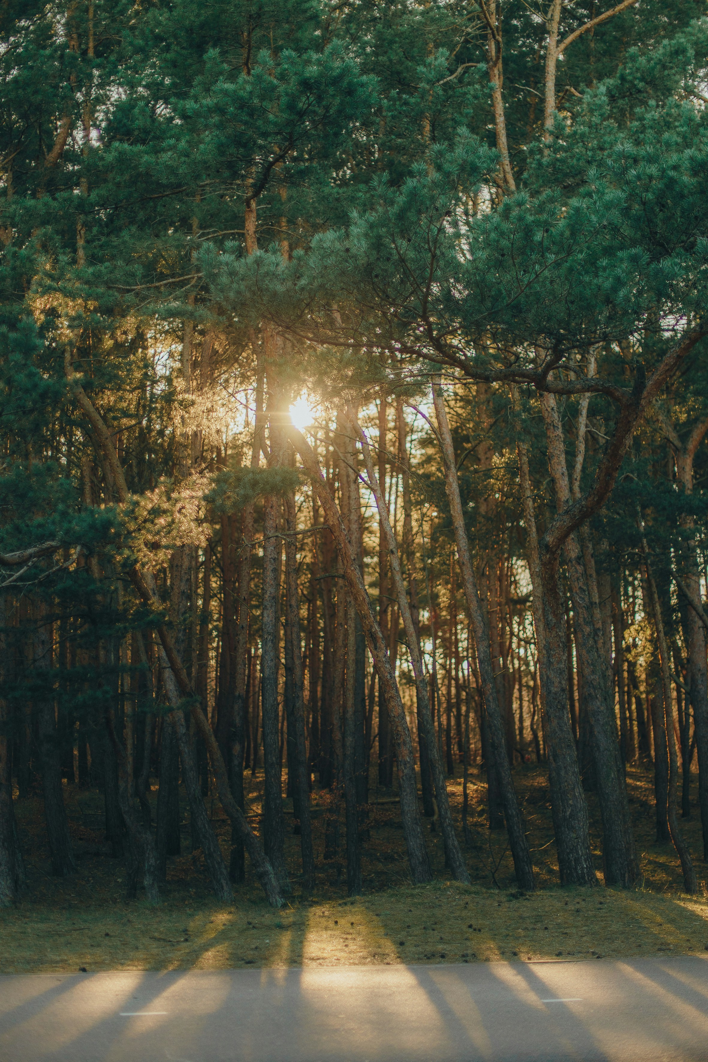 Imágenes de Bosque Al Atardecer | Descarga imágenes gratuitas en Unsplash, image size:3000x4500
