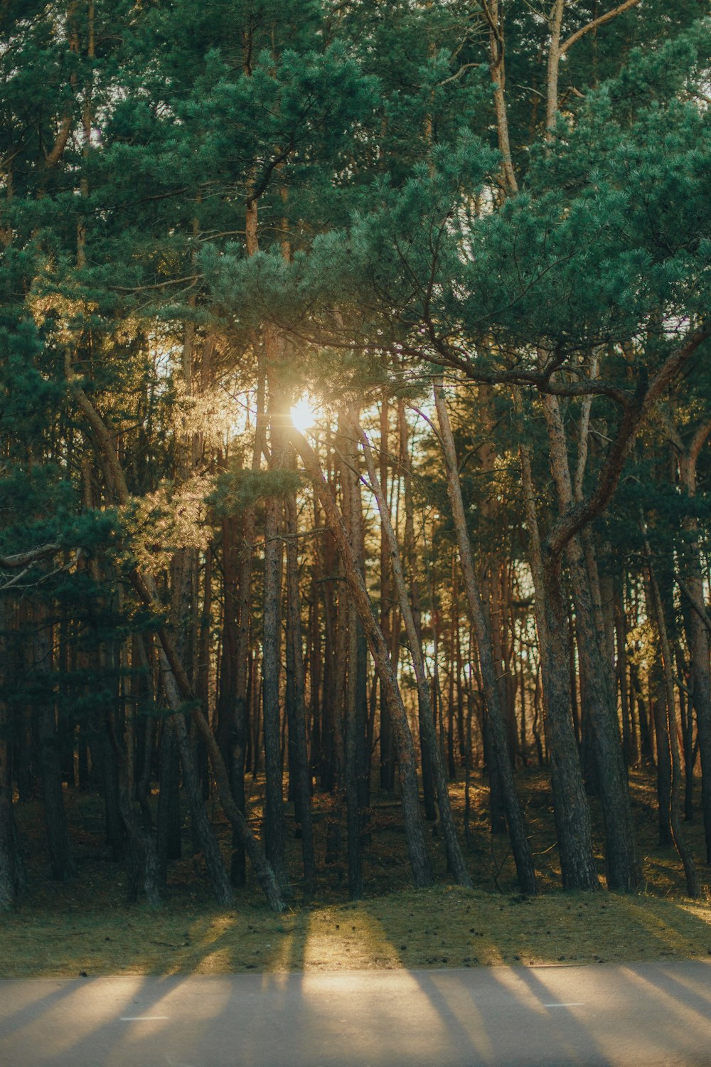 the sun is shining through the trees in the forest