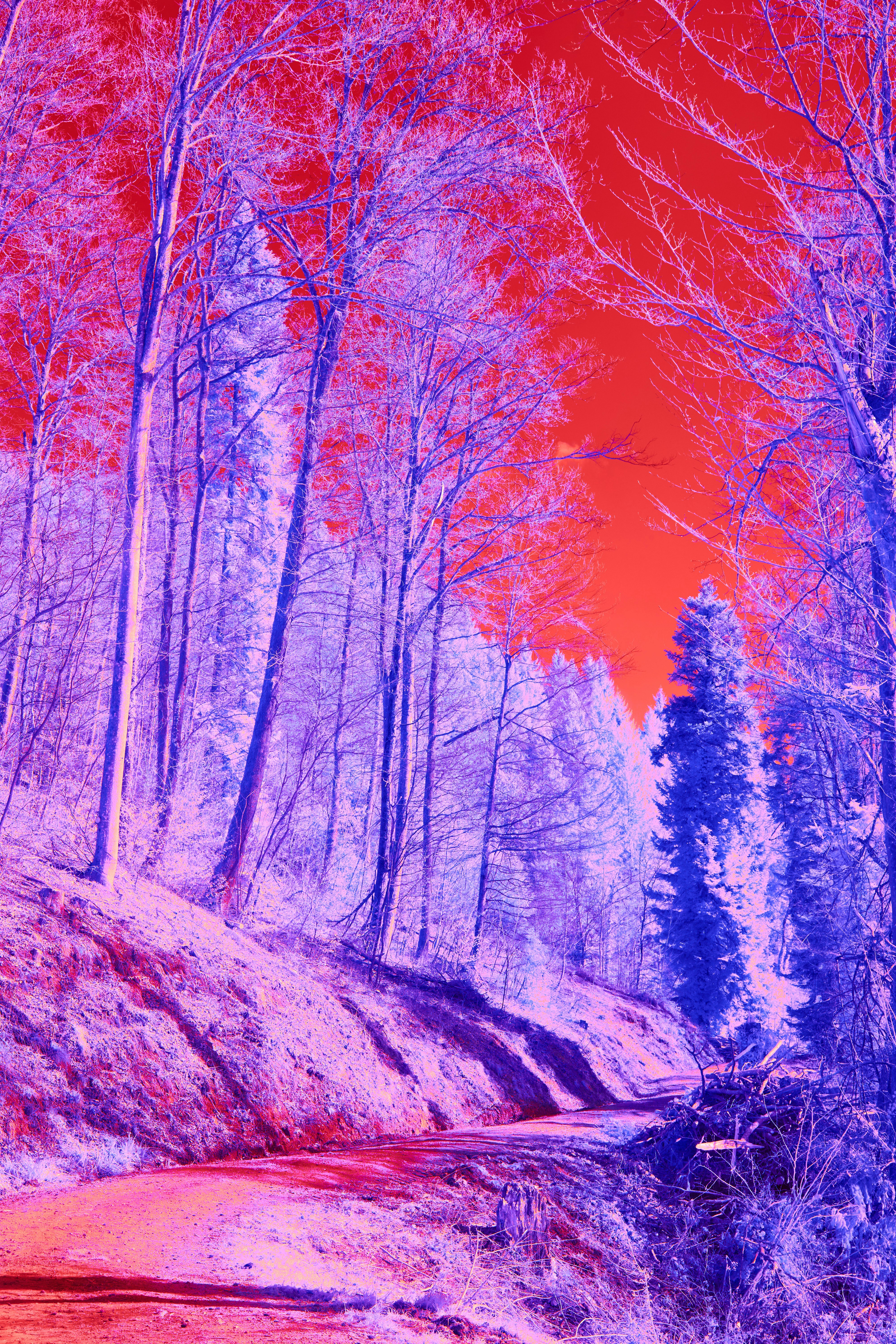 Photo by wolfgang_hasselmann