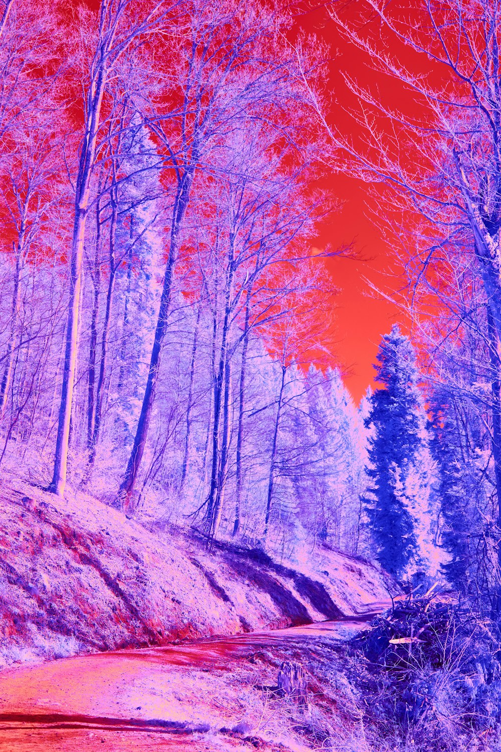 a red and blue infrared image of a path in the woods