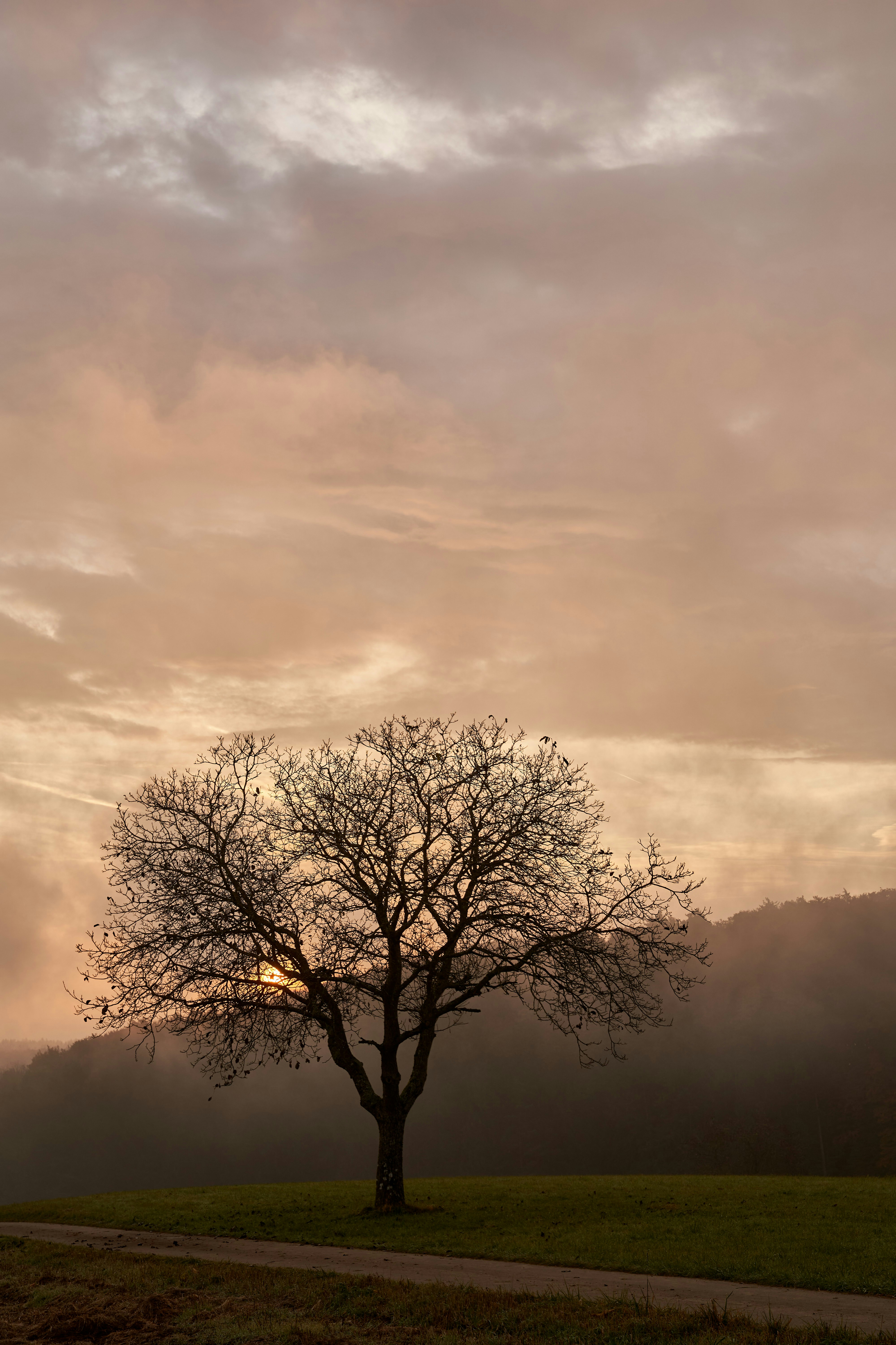 Photo by wolfgang_hasselmann