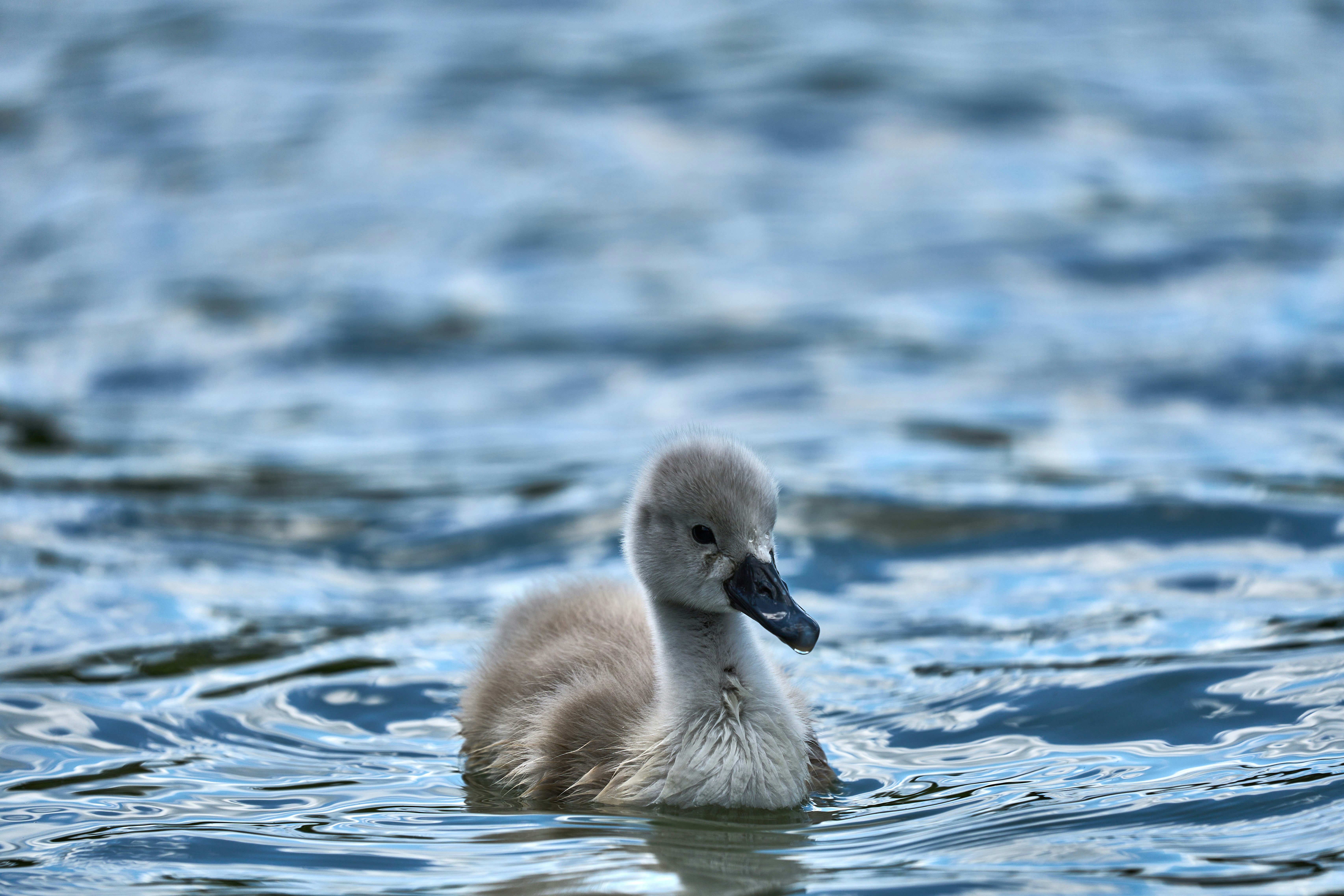 Photo by wolfgang_hasselmann