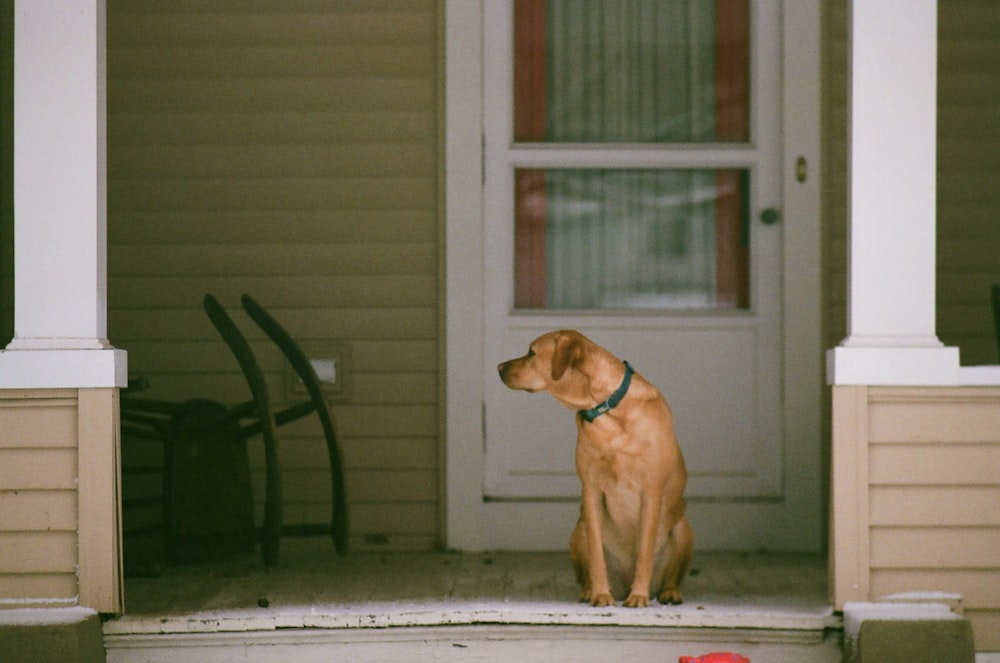 a dog sitting on the front porch of a house