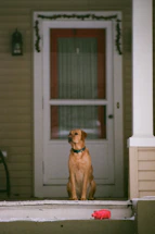 Cozy ranch-style porch with a happy goldendoodle sitting by the door.