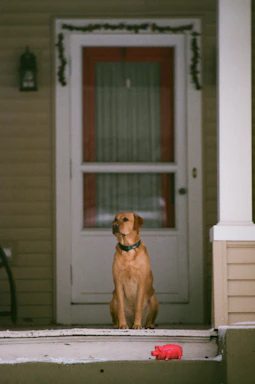 Cozy ranch-style porch with a happy goldendoodle sitting by the door.