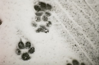 a pair of footprints are seen in the snow