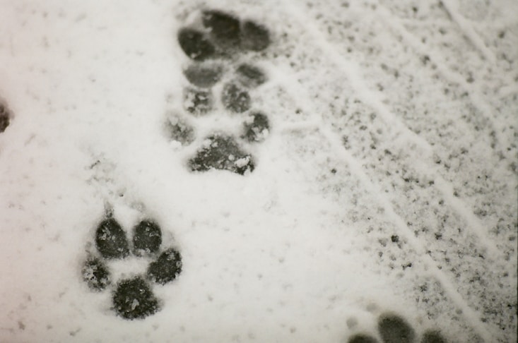 a pair of footprints are seen in the snow