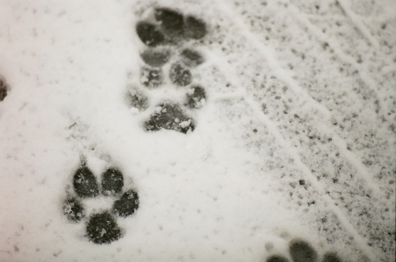 a pair of footprints are seen in the snow
