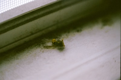 a bug crawling on a window sill next to a window