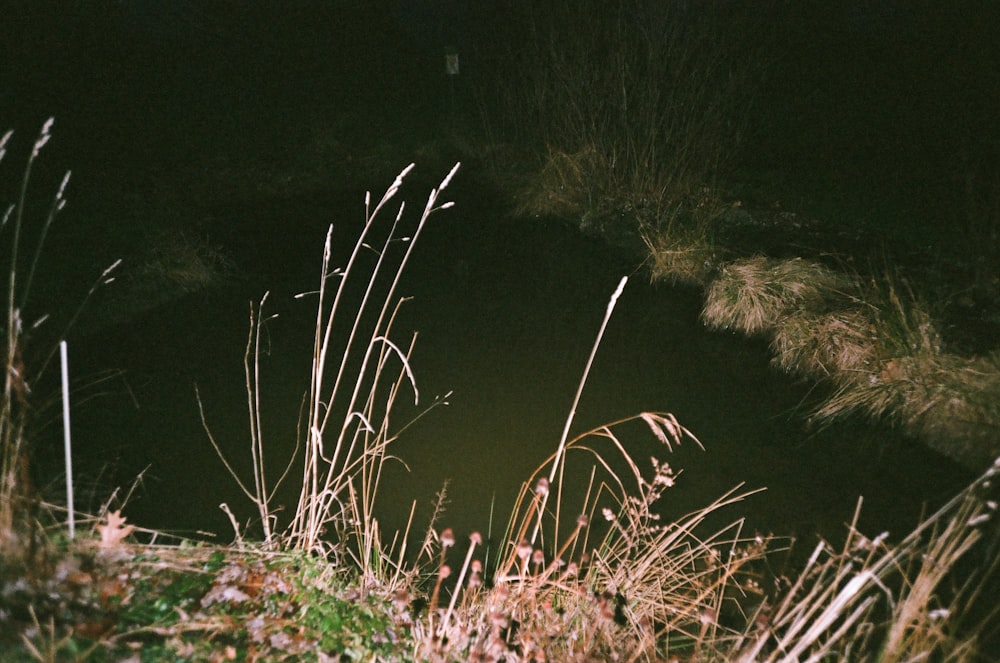 a dark picture of grass and water at night
